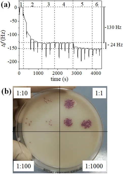 Cover image for QCM-based immunosensor for rapid detection of Salmonella Typhimurium in food