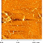 Figure from: Development of a quartz crystal microbalance biodetector based on cellulose nanofibrils (CNFs) for glycine