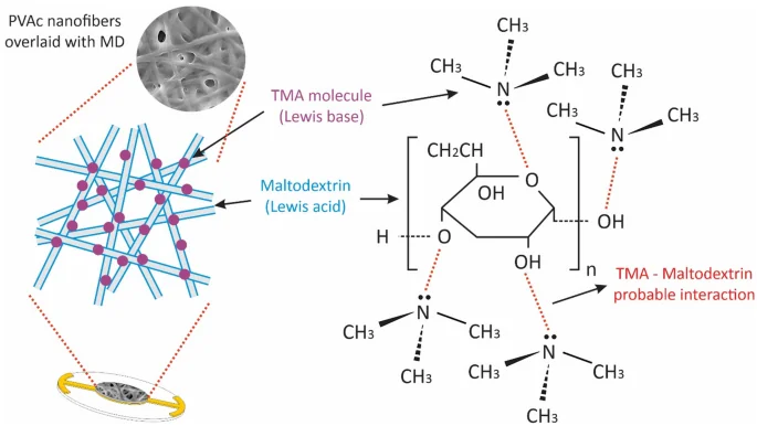 Cover image for Enhanced trimethylamine gas sensor sensitivity based on quartz crystal microbalance using nanofibers overlaid with maltodextrin