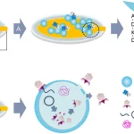 Figure from: Piezoelectric biosensor with dissipation monitoring enables the analysis of bacterial lytic agent activity