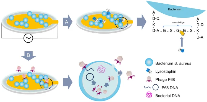 Cover image for Piezoelectric biosensor with dissipation monitoring enables the analysis of bacterial lytic agent activity